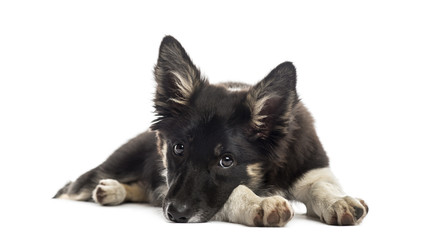 Fototapeta premium Border collie resting