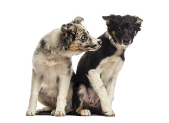 Two Border collies