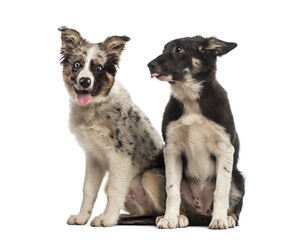 Two Border collies