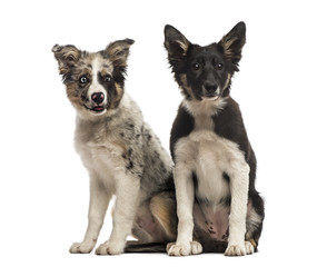 Two Border collies
