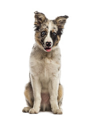 Border collie