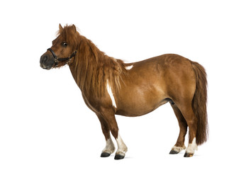 shetland - 9 years old