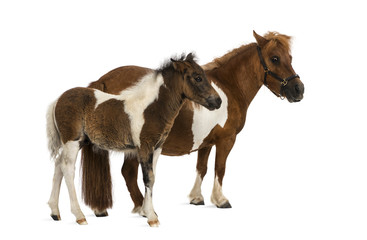 shetland and foal - 9 years old-1 month old