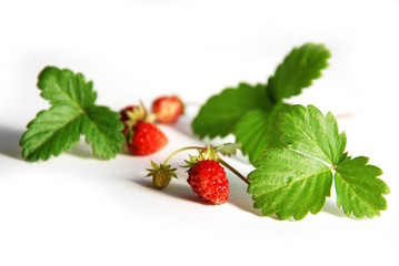 wild strawberry on white background