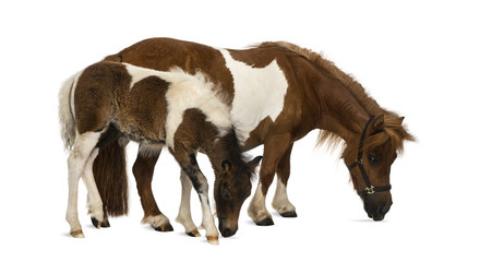shetland and foal - 9 years old-1 month old