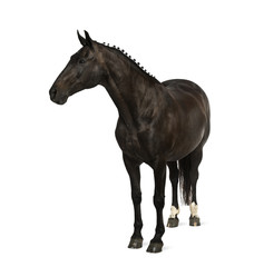Obraz na płótnie Canvas belgian sport horse (sBs) - 25 years old
