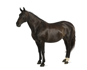 Obraz na płótnie Canvas belgian sport horse (sBs) - 25 years old