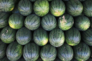 Fototapeta na wymiar Many sweet green watermelons