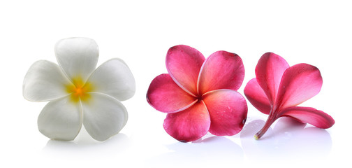 frangipani flower isolated white background