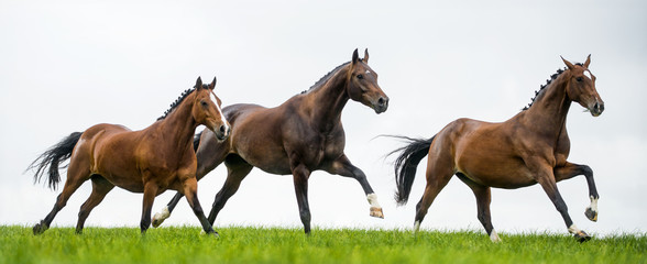 Fototapeta na wymiar Horses galloping in a field