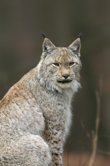 Lynx Portrait