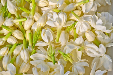Group of white  jasmine