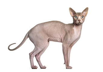 Sphynx (1 year old)