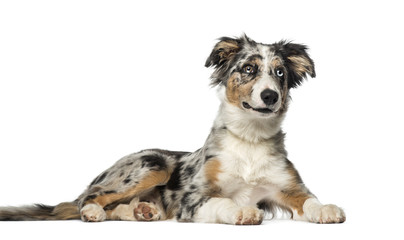 Border Collie puppy (5 months old)