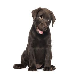 Mixed-breed Labrador & Husky puppy (9 weeks old)
