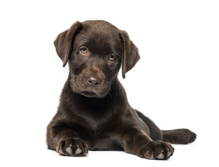 Mixed-breed Labrador & Husky puppy (9 weeks old)