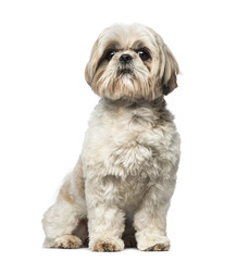 Shih Tzu (3 years old)