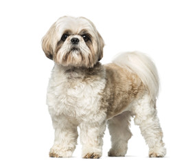 Shih Tzu (3 years old)