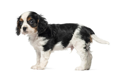 Cavalier King Charles Spaniel puppy (8 weeks old)