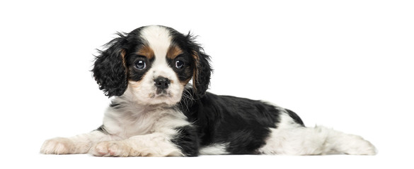 Cavalier King Charles Spaniel puppy (8 weeks old)