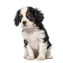 Cavalier King Charles Spaniel puppy (8 weeks old)
