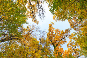 Autumn foliage in the forest, on a bright sunny day