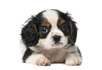 Cavalier King Charles Spaniel puppy (8 weeks old)