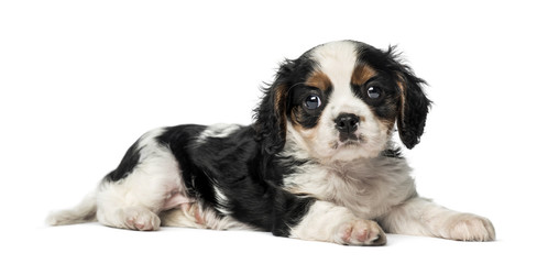 Cavalier King Charles Spaniel puppy (8 weeks old)