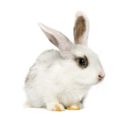 Rabbit