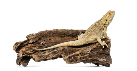 Bearded Dragon, isolated on white