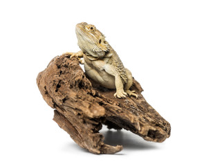 Bearded Dragon, isolated on white