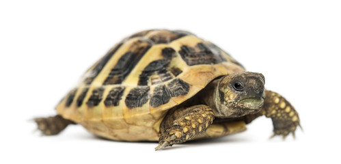 Naklejka premium Hermann's tortoise, isolated on white