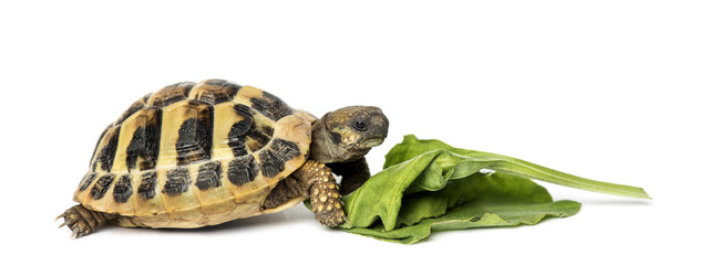 Hermann's tortoise eating salad, isolated on white