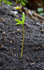 Closeup of small plant