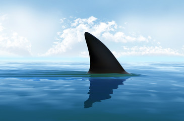 Shark fin above water - 72995894