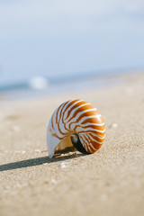 nautilus shell on white Florida beach sand under the sun light