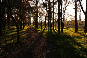 Длинные тени деревьев вечернего леса © iuliiia