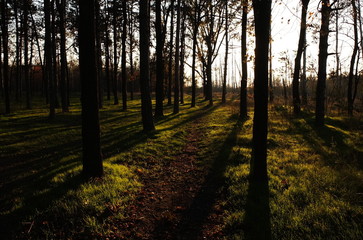 Длинные тени деревьев вечернего леса © iuliiia