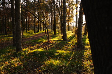 Длинные тени деревьев вечернего леса © iuliiia