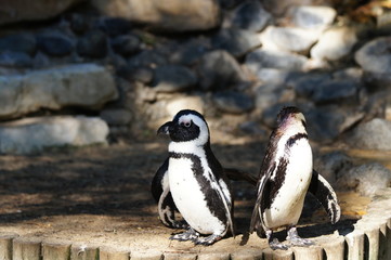 couple de manchots