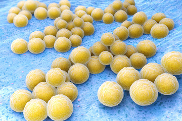 Staphylococcus aureus - 72996658