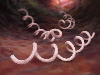 Syphilis Bacterium