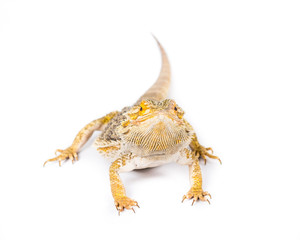 Bearded Dragon 