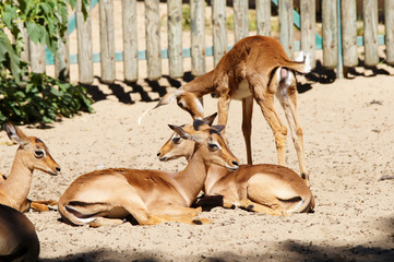 Jeunes Impala