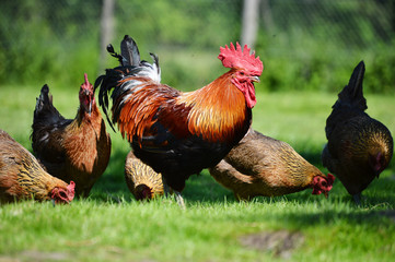 Rooster and chickens on traditional free range poultry farm - obrazy, fototapety, plakaty