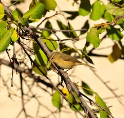 Phylloscopus canariensis on branch of plum tree