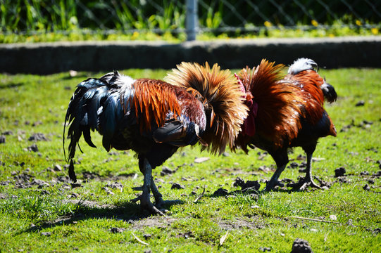 Fighting rooster on the poultry farm