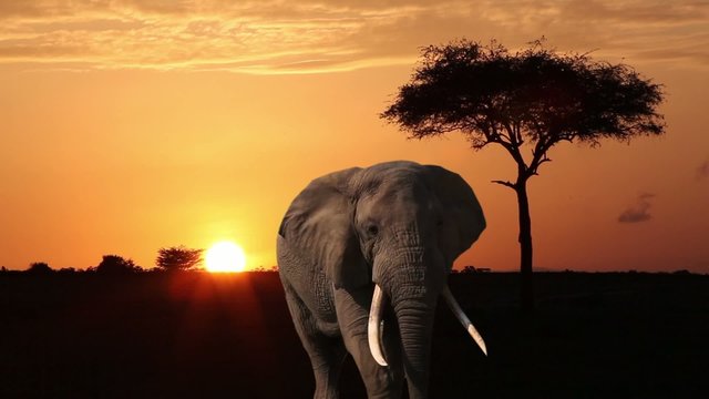Elephant close-up is on the savannah at dawn.