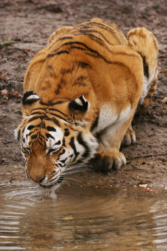 Siberian Tiger