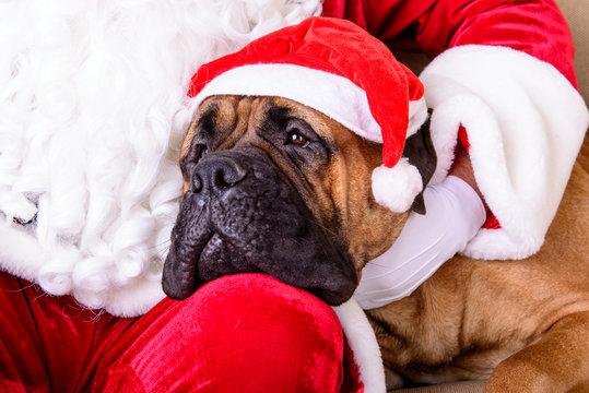 Santa Claus With Dog